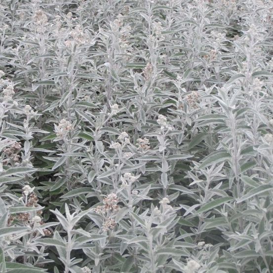 Arbre aux papillons 'silver anniversary'® pot de 3l/4l