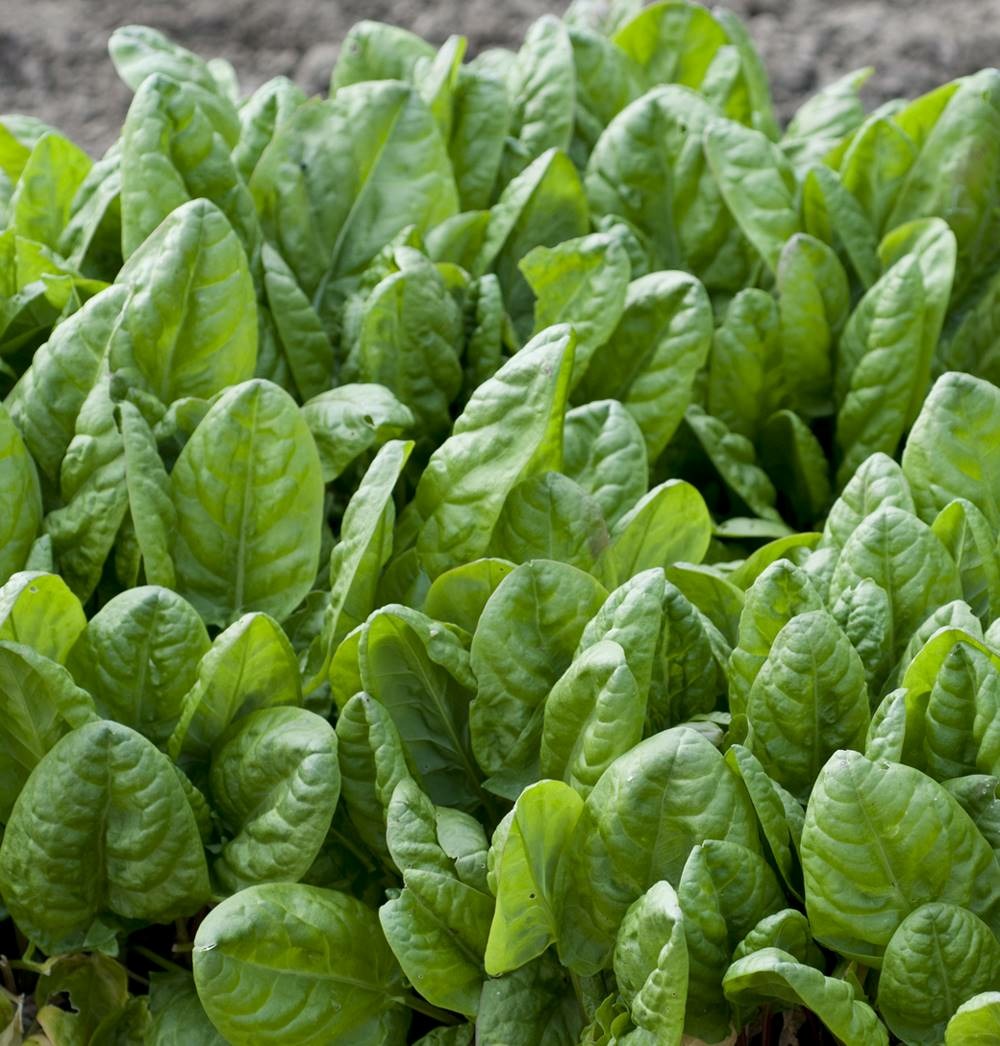 Oseille - lot de 2 godets