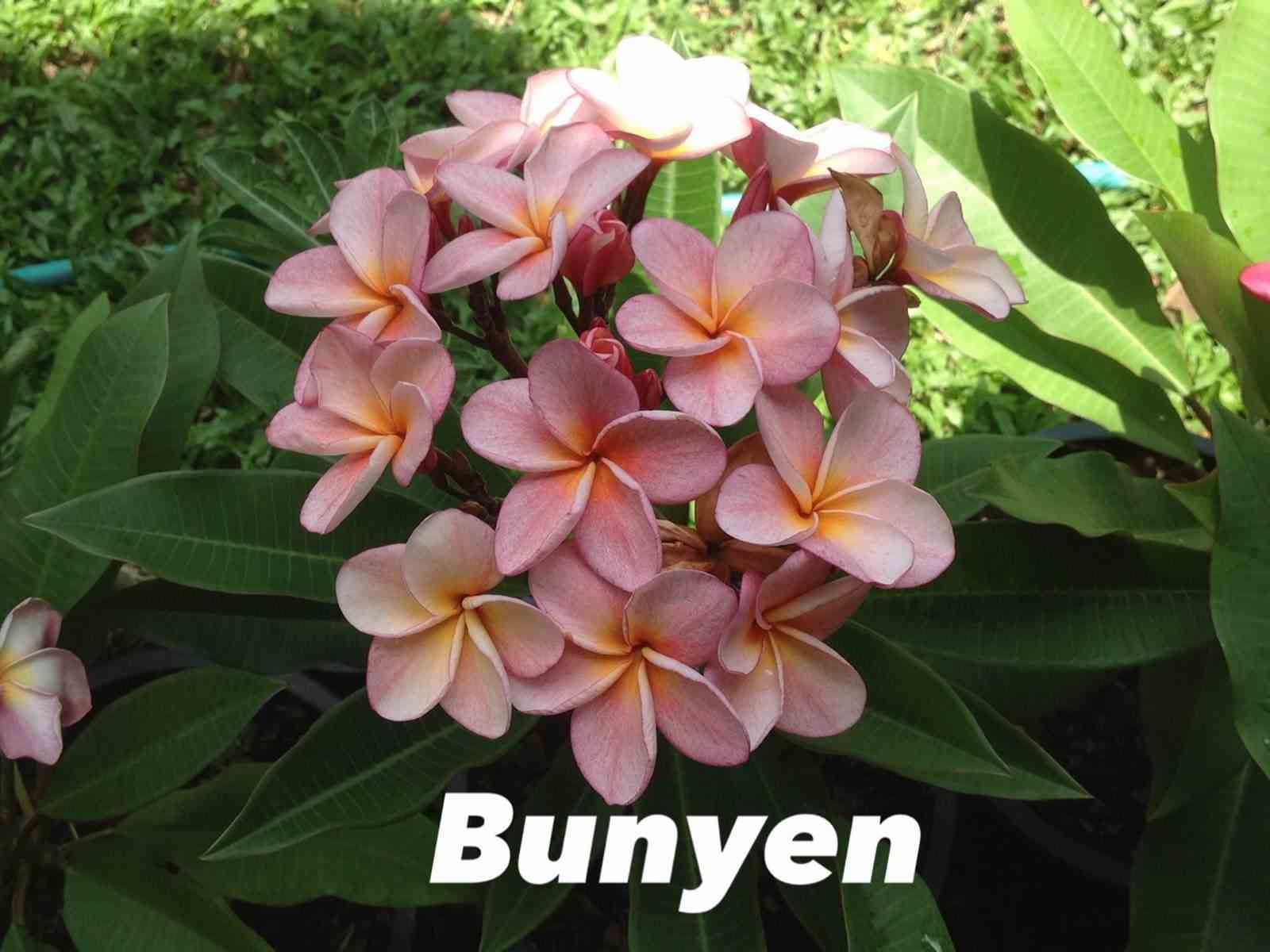 Plumeria rubra "bunyen" (frangipanier)   rose - taille pot de 2 litres ? 20/30 cm