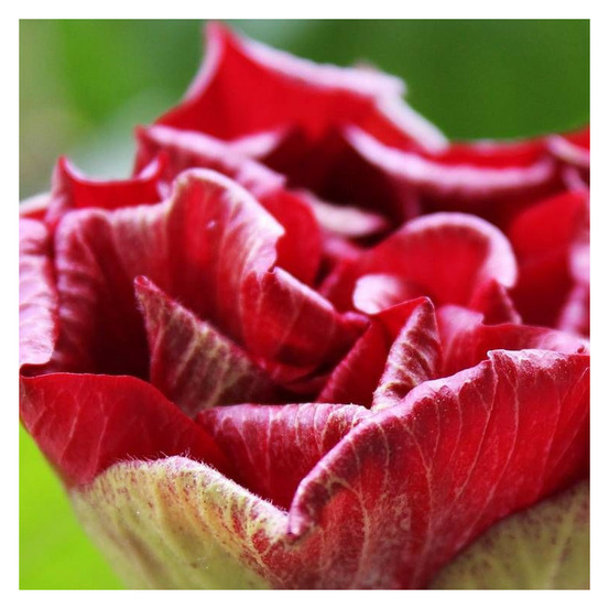 Hibiscus french cabaret® red 'mindour1', althéa pot de 4l - 20/40 cm