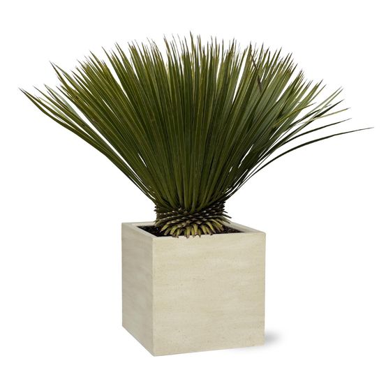 Yucca rostrata - 90cm- ø30 - h70 cm - ø30 cm
