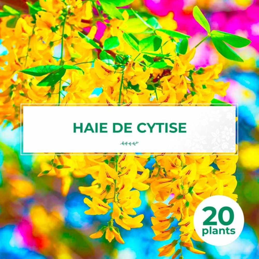 KIT HAIE CYTISE 20P GF400-(766707)