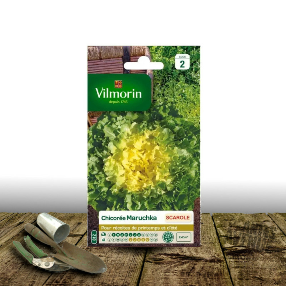 Graines de chicorée scarole maruschka - vilmorin sachet