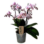Phalaenopsis multiflora - orchidée rose - plante d'intérieur à fleurs - aime les chats - pot 12cm - hauteur 35-45cm