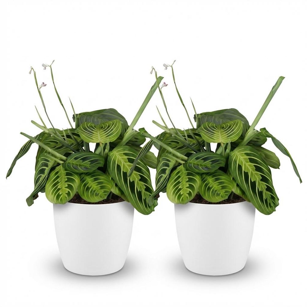 Maranta fascinator lemon lime - pet-friendly - plante de prière - pot de 12cm - hauteur 25-35cm