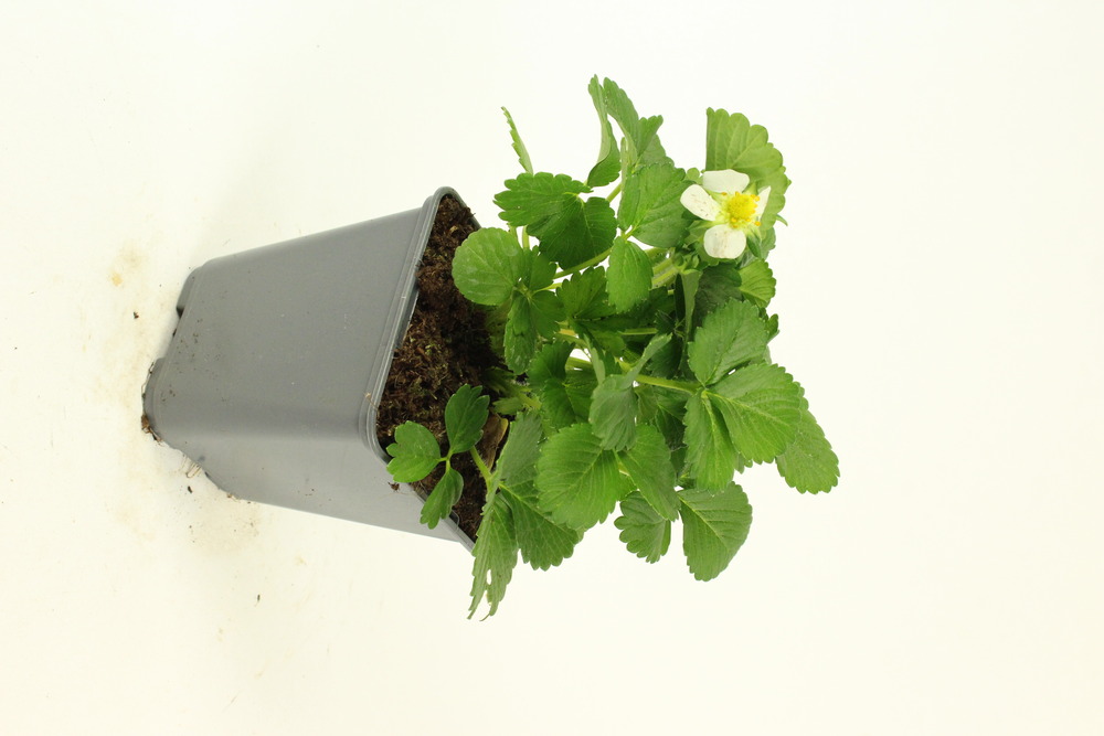 Plant de fraisier remontant delizz pot 0,5 l