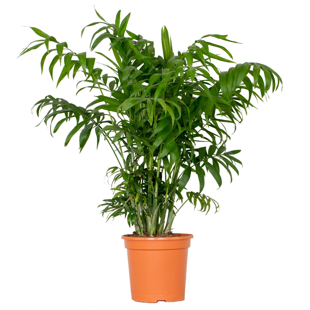 Chamaedorea elegans - palmier nain mexicain - plantes d’intérieur - 60-80 cm de haut - pot 18 cm