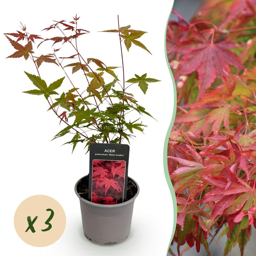 Érable du japon 'beni maiko' - lot de 3 - pot 12 cm - hauteur 35 cm - plante d'extérieur