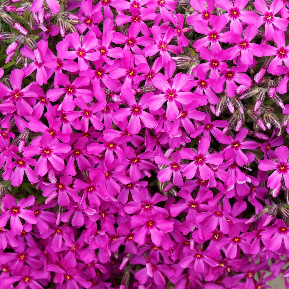 Phlox mousse scarlet flame - le pot / ø 9cm, vendu par lot de 2