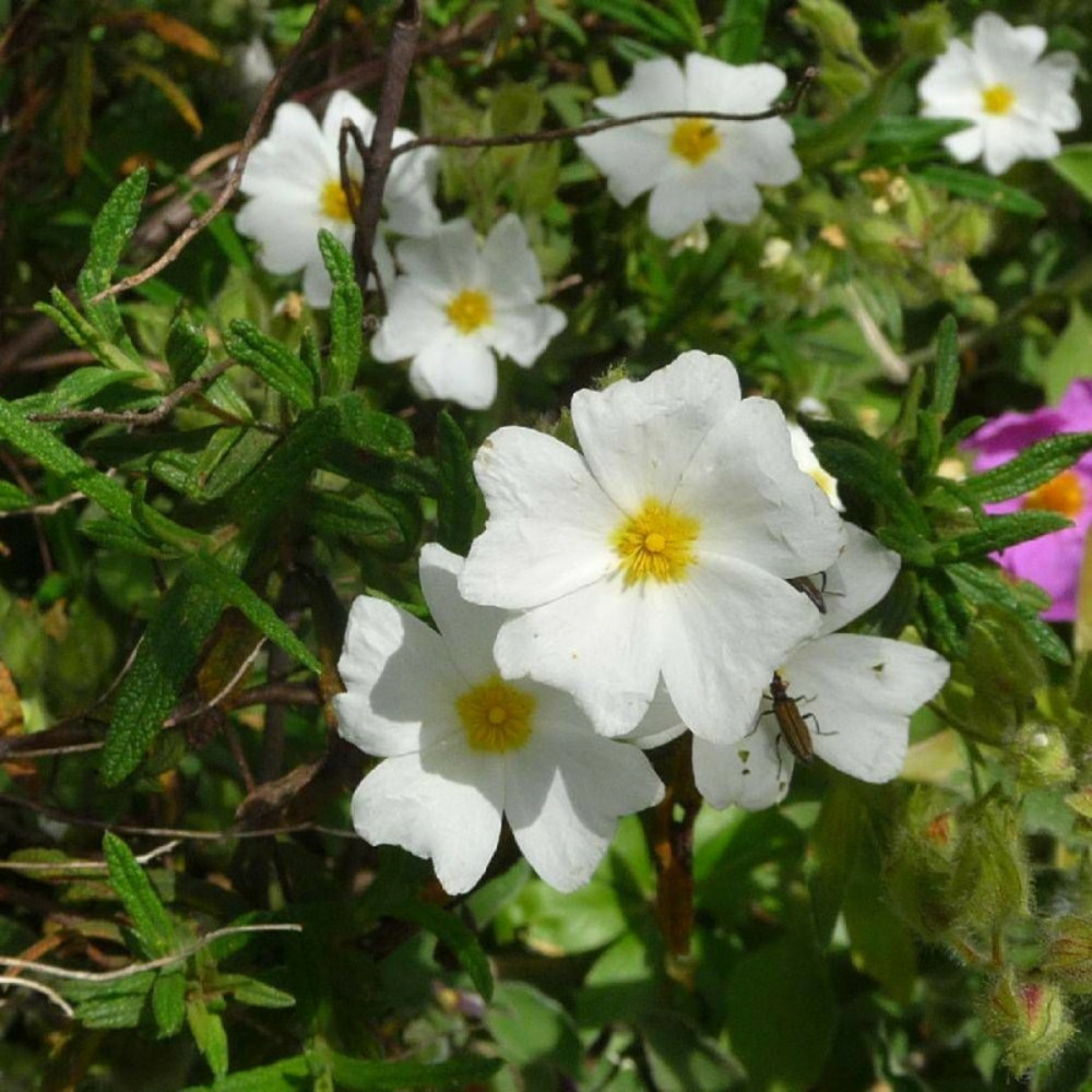Ciste de montpellier, cistus godet - 5/20 cm