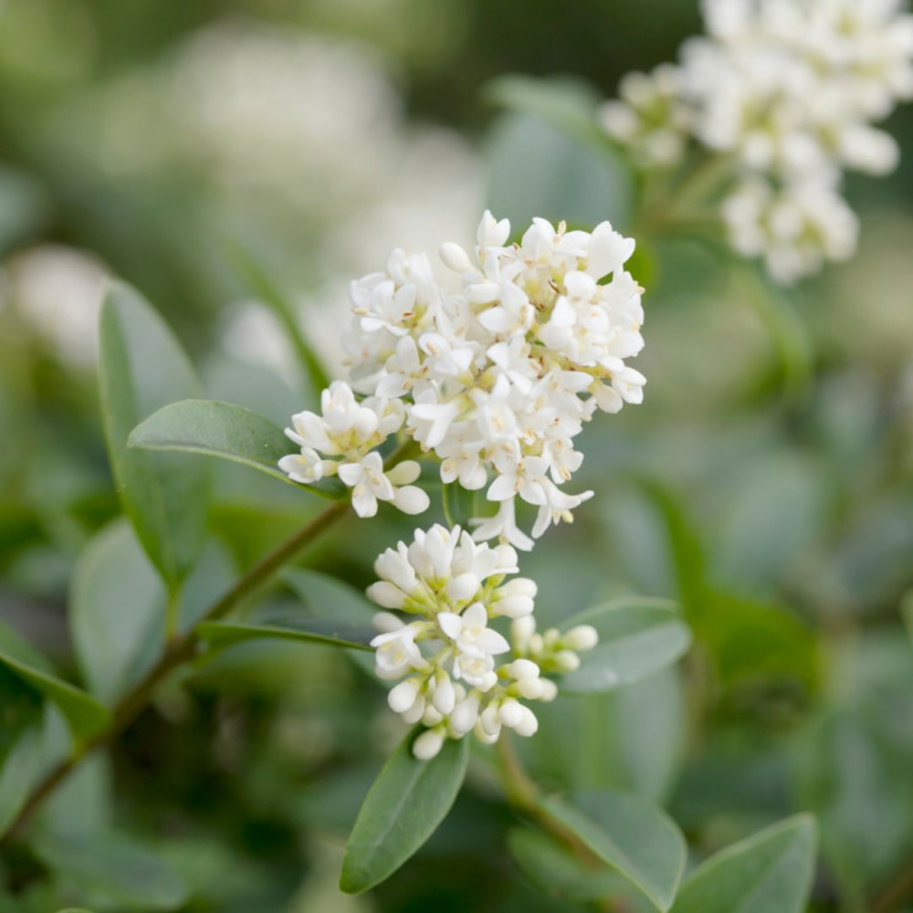 Troène commun - ligustrum vulgare en pot 7,5l 120/150cm
