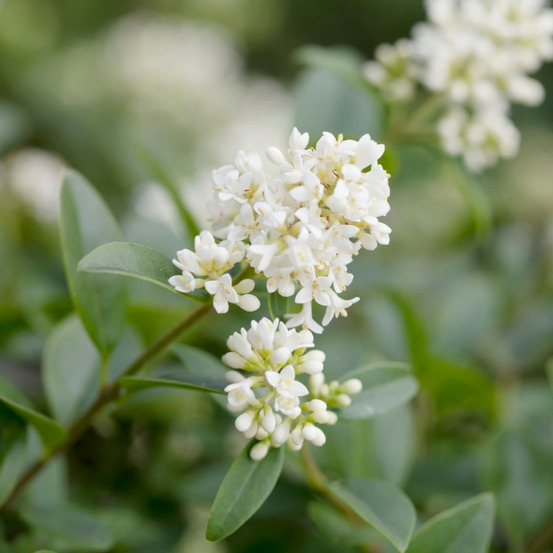 Troène commun - ligustrum vulgare en pot 7,5l 120/150cm