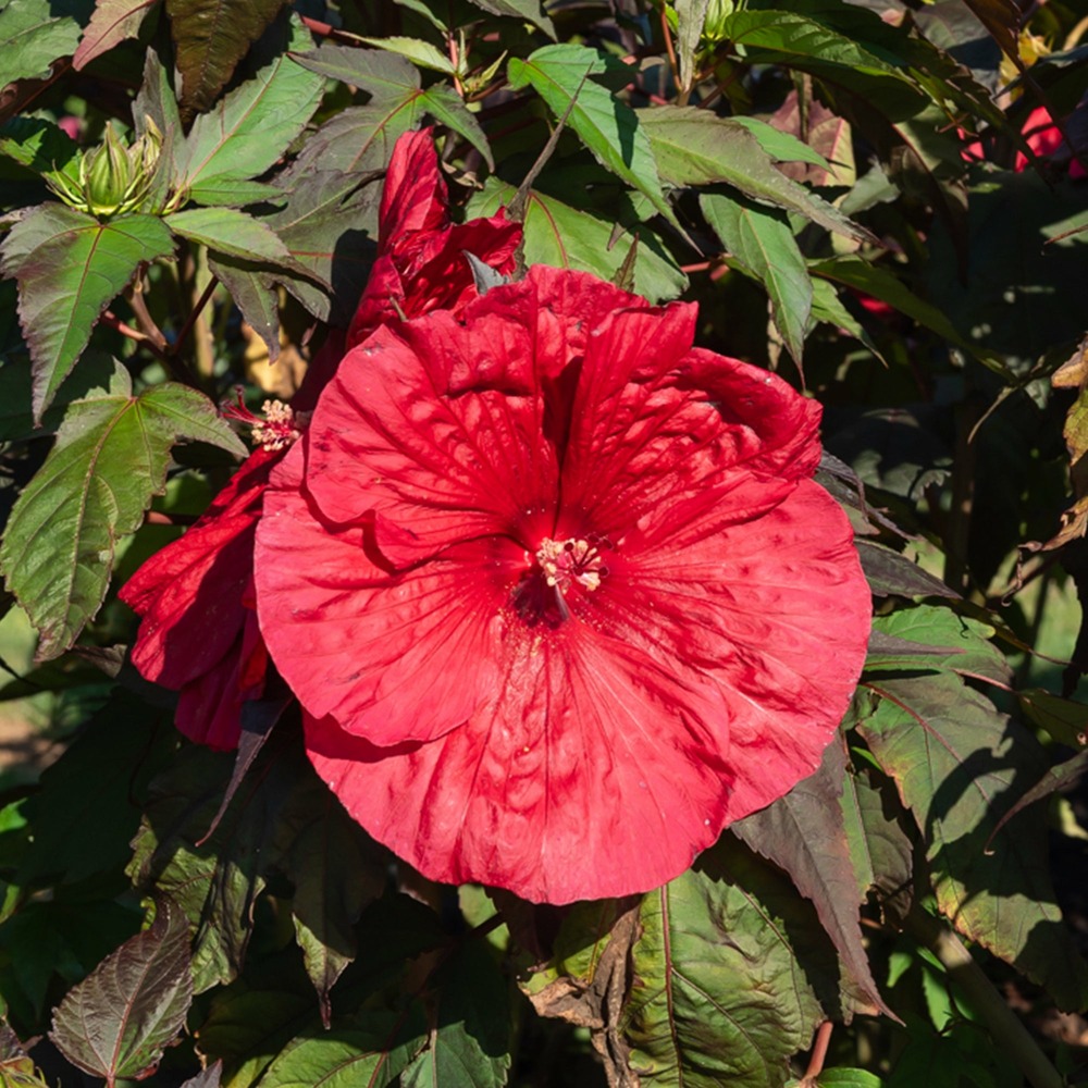 Hibiscus des marais carrousel® geant red - le pot / ø 9cm