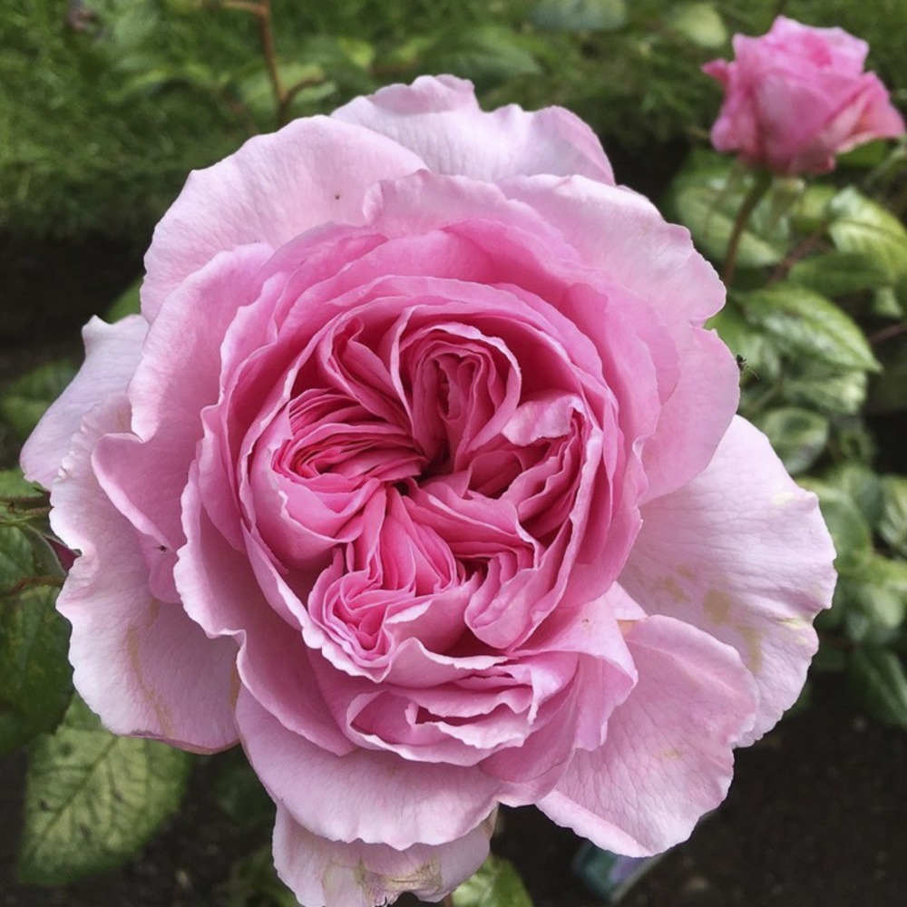 Rosier 'the ancient mariner' pot de 4l/5l