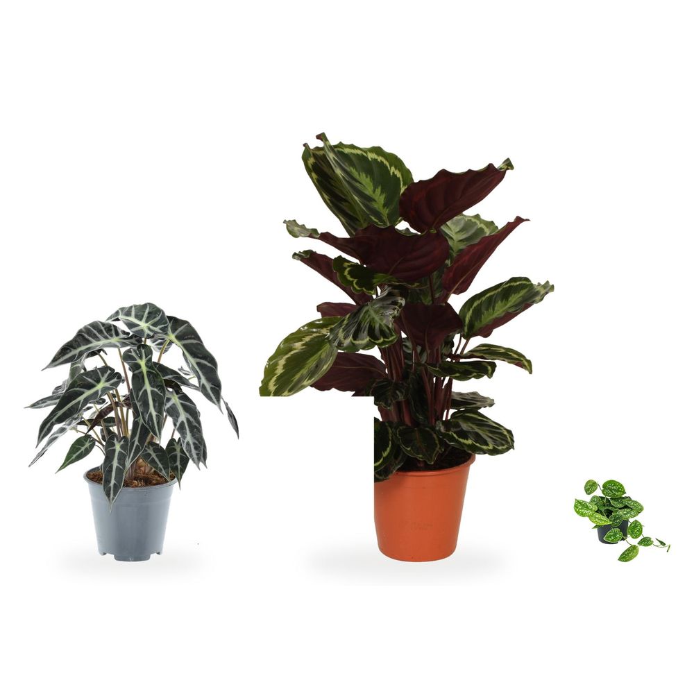 Coin boudoir feuillu — calathea medaillon, alocasia bambino arrow & scindapsus pictus argyraeus — lot de 3 plantes