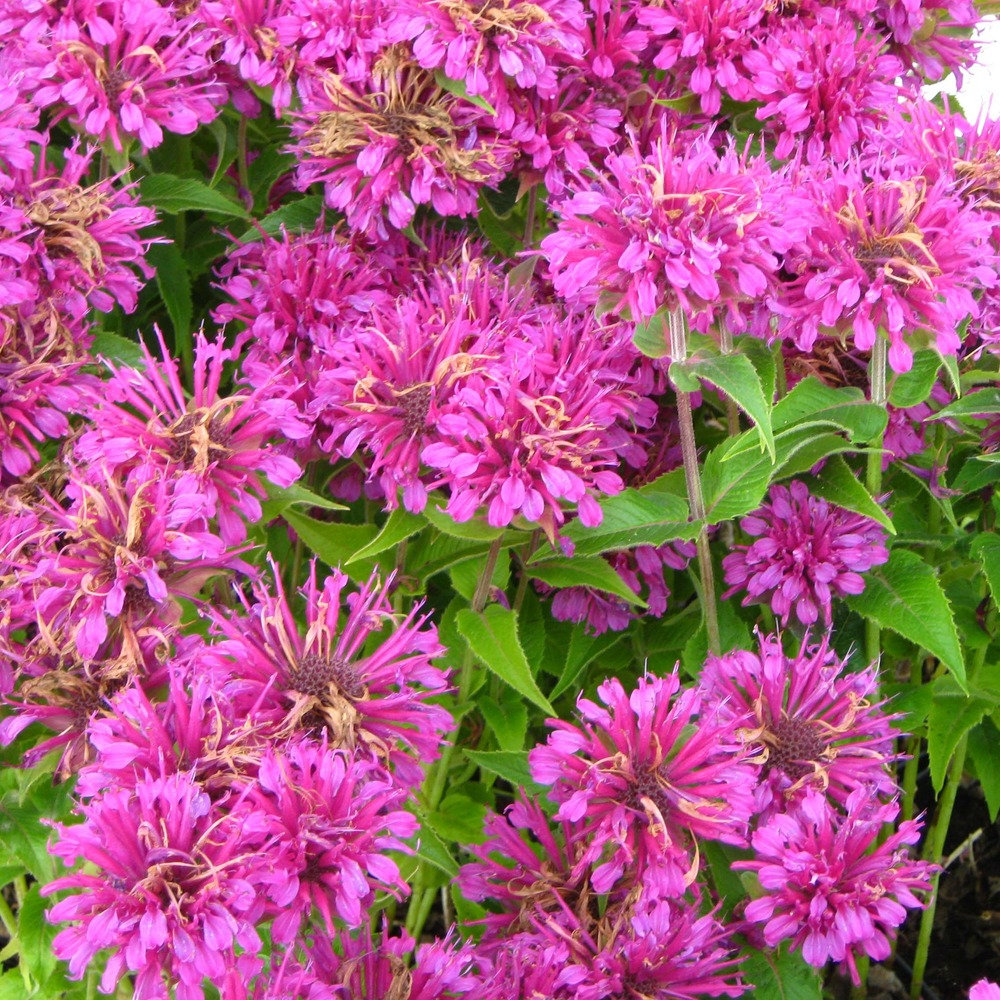Monarde 'purple lace' godet de 8/9 cm