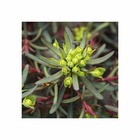 Euphorbia cyparissias 'fens ruby':pot 4l