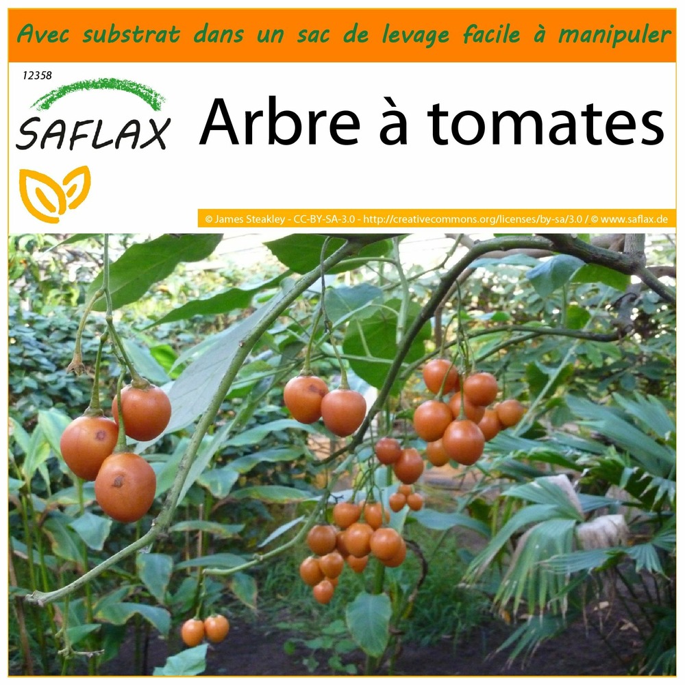 Garden in the bag - arbre à tomates - 50 graines - cyphomandra betacea