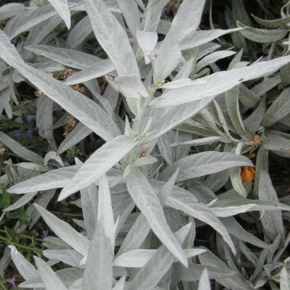 Armoise blanche lot de 9 godets