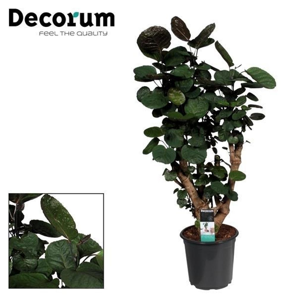 Polyscias fabian - ø21cm - ↕95cm - plantes d'intérieur