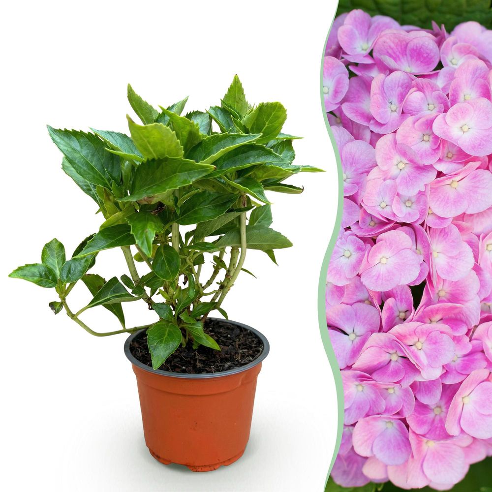 Hortensia - pot 12 cm - hauteur 25 cm