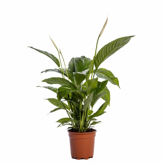 Spathiphyllum bingo cupido - h80 cm - ø19 cm