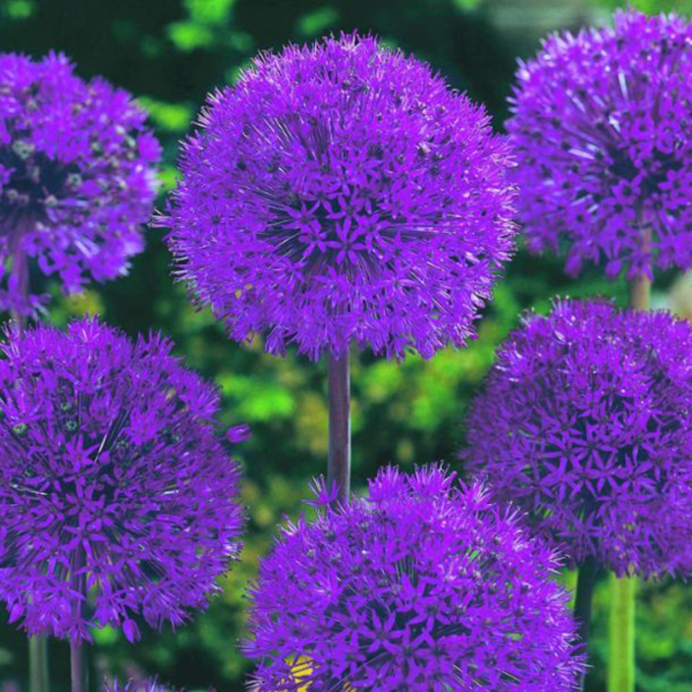 25 x ail d'ornement alfl. Purple sensation - bulbes à fleurs de printemps