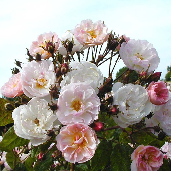 Rosier liane 'dentelle de malines' pot de 4l/5l