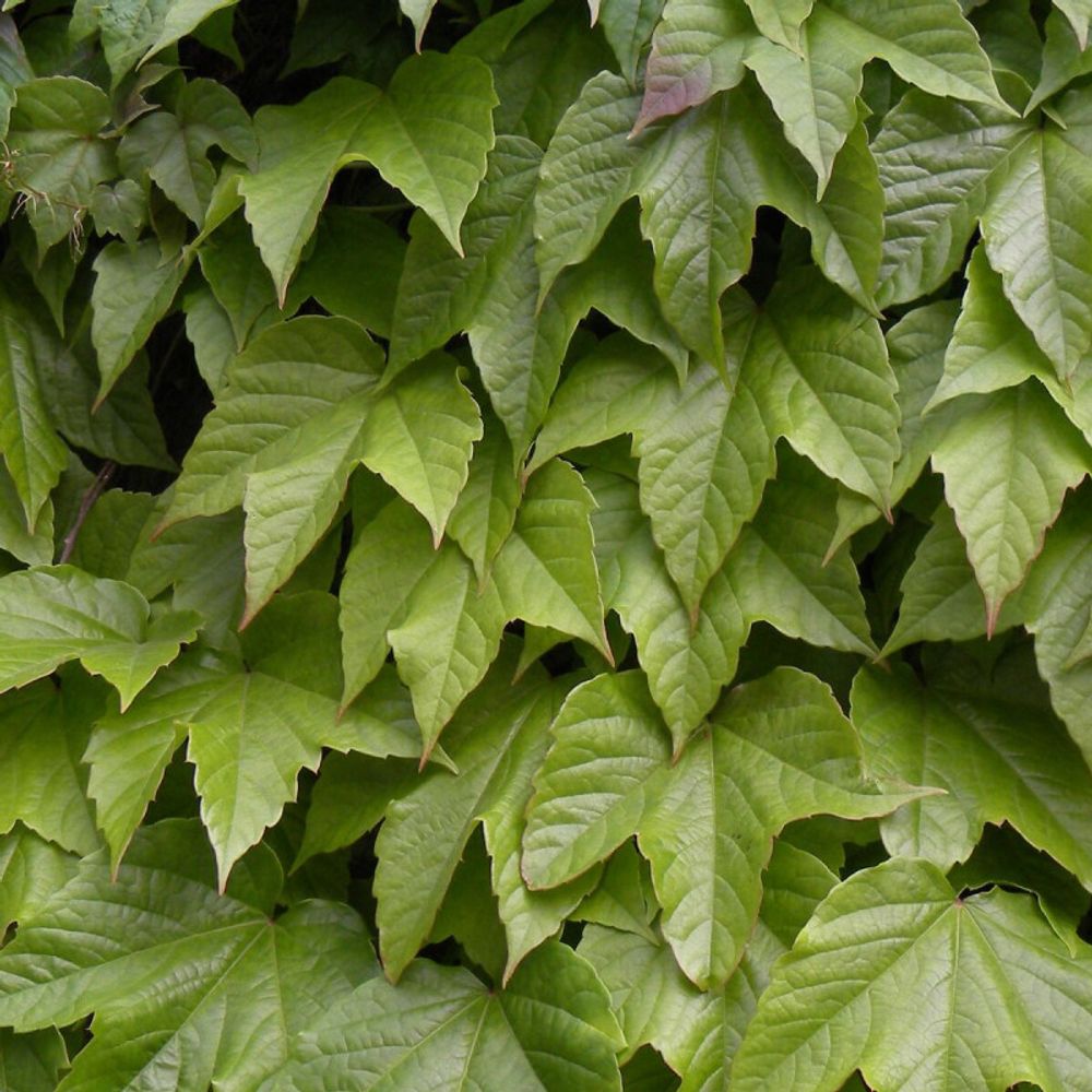 Vigne vierge veitchii robusta pot de 2l - tuteur bambou 60/90 cm