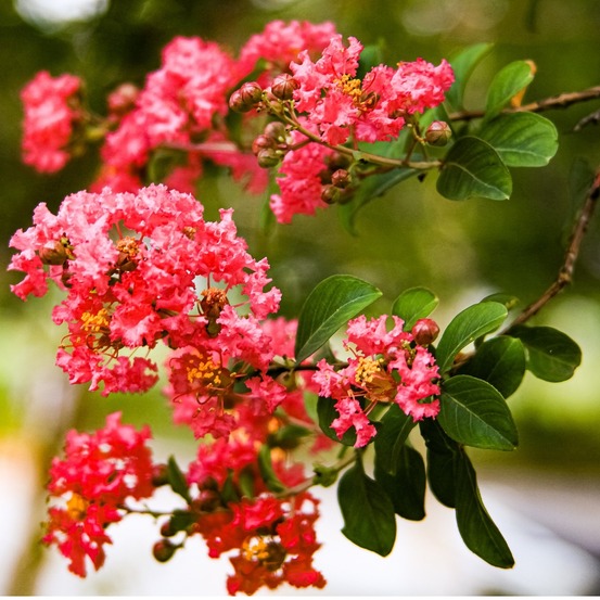 Lilas des indes rouge - lagerstroemia indica 'rouge'