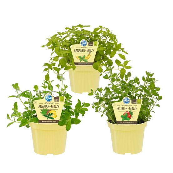 Menthe fruitée - set de 3 plantes de qualité bio - ananas - fraise - banane - pot de 12cm