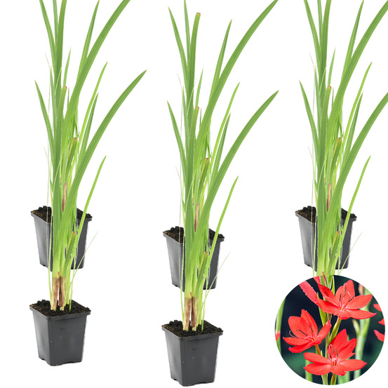 Lot de 6 - schizostylis coccinea - lys des cafres rouge - hauteur 10-20 cm - pot 9 cm
