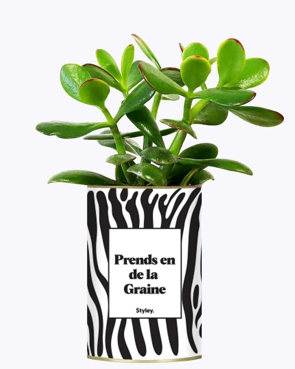 Plante personnalisée - prends en de la graine - cactus