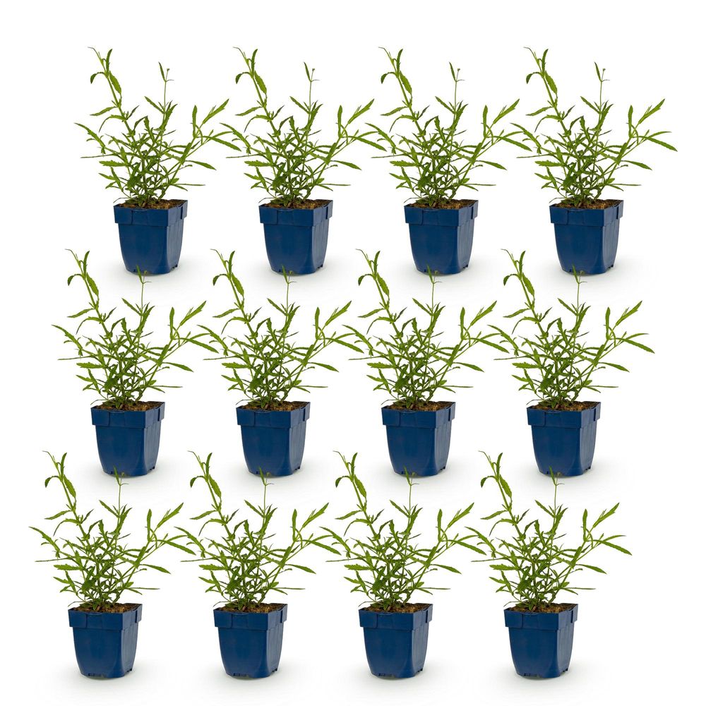 Verveine de buenos aires 'lollipop' - lot de 12 - pot 11 cm - hauteur 25 cm - plante d'extérieur