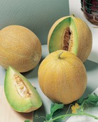 Melon blanc galia hf1 - 1 g
