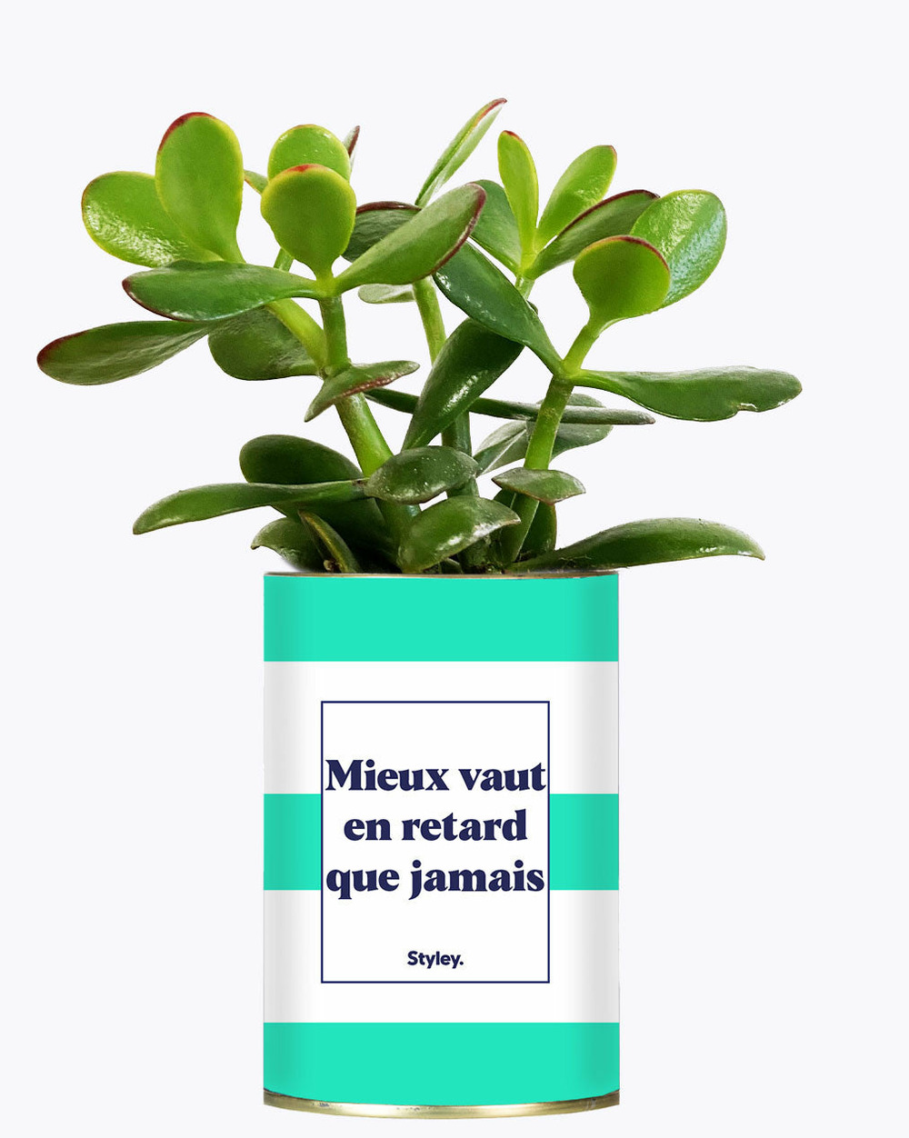 Idée cadeau - mieux vaut en retard que jamais - cactus