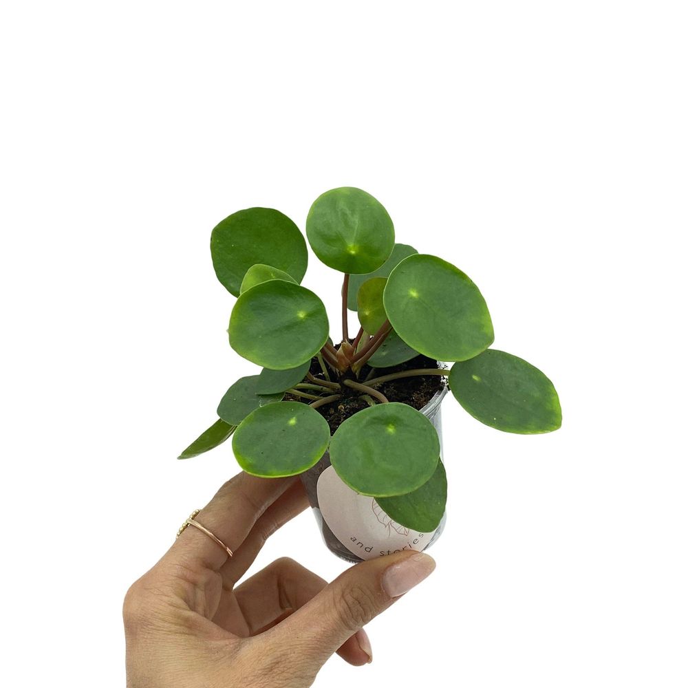 Pilea peperomioides - pot de 6cm - plantes d'intérieur