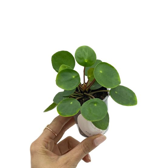 Pilea peperomioides - pot de 6cm - plantes d'intérieur