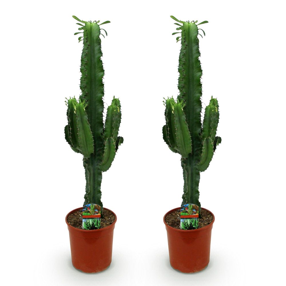 Euphorbia eritrea - arbre à lait africain - pot de 19cm - hauteur 70cm