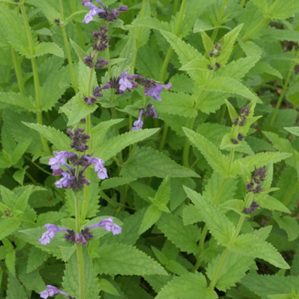 Herbe aux chats - menthe des chats sibirica, nepeta lot de 3 godets