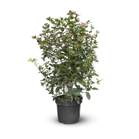 Laurier tin - viburnum tinus - ↕ 90-100 cm - ⌀ 24 cm - plante d'extérieur