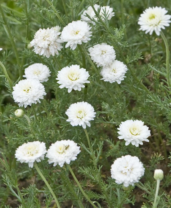 Camomille - lot de 2 godets