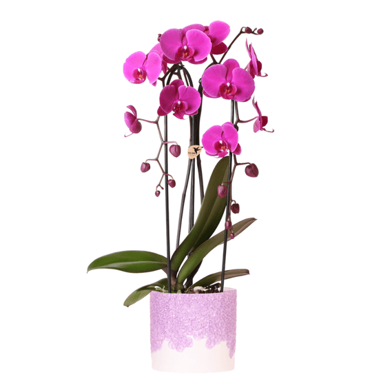 Orchidée phalaenopsis 'freeride niagara falls' violette (phalaenopsis) - pot de 12cm - céramique violette - plantes d'intérieur