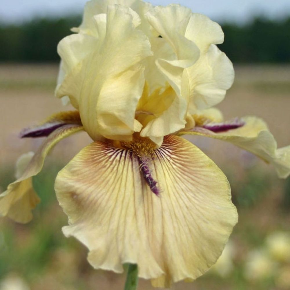 Iris des jardins 'thornbird' rhizome, calibre 10/15, qualité extra