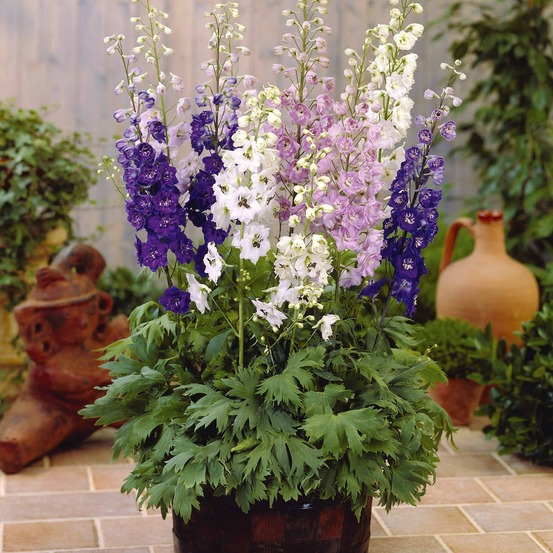 2 delphiniums magic fountain en mélange - les 2 pots / ø 9cm, vendu par lot de 2