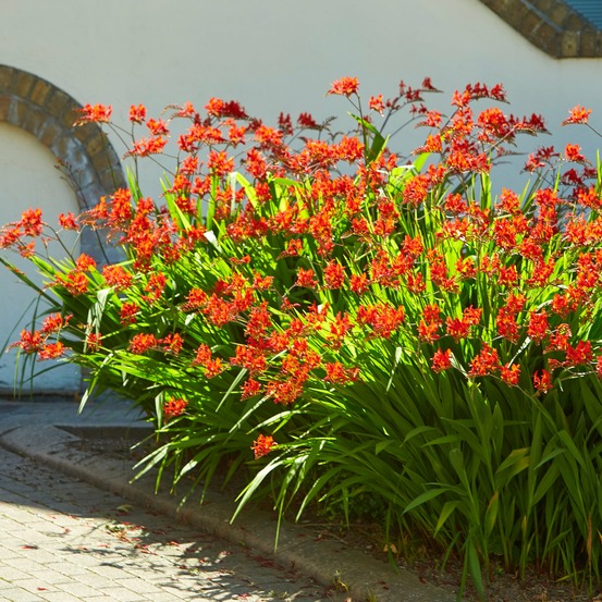 15 crocosmias rouges - le sachet de 15 bulbes / circonférence 8cm+, vendu par lot de 2