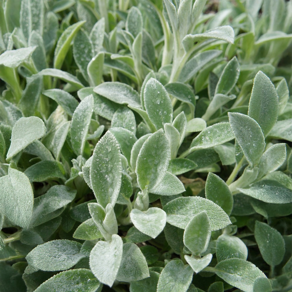 Oreille de lapin cotton boll - epiaire de byzance - le pot / 8cm