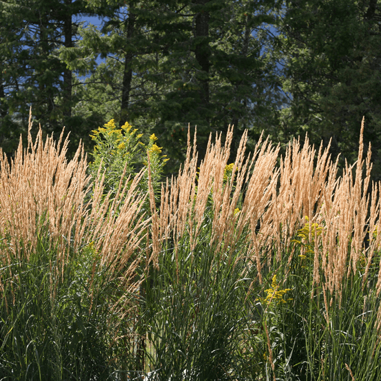 Calamagrostis karl foerster - calamagrostis × acutiflora karl foerster20/30 cm godet 9cm