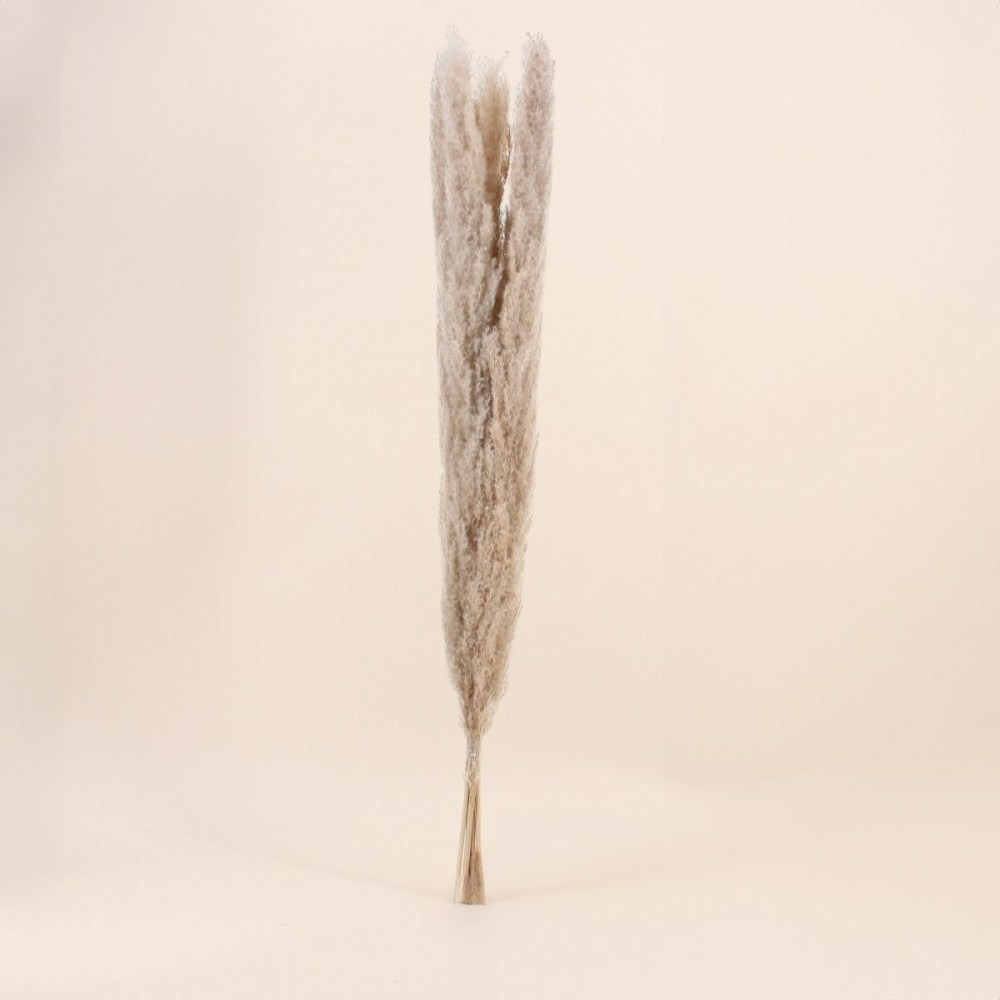 Bouquet 5 pampas 100cm, thaléa