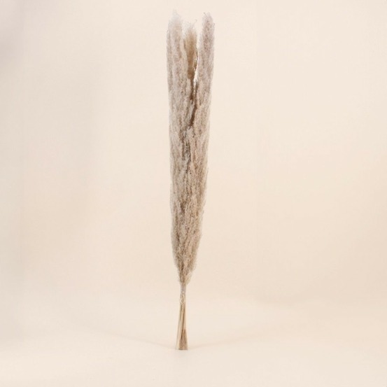 Bouquet 5 pampas 100cm, thaléa